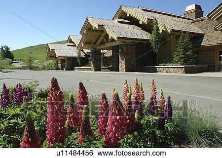 Stock Photograph -  Sun Valley, ID, Idaho, Dollar Mountain Lodge, Lupine Flowers. Fotosearch