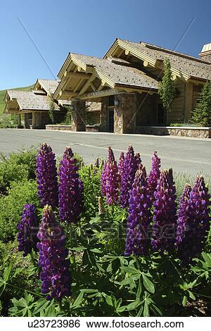 Sun Valley, ID, Idaho, Dollar Mountain Lodge, Lupine Flowers View Large Photo Image Stock Photograph - Sun Valley, ID, Idaho, Dollar Mountain Lodge, Lupine Flowers. Fotosearch