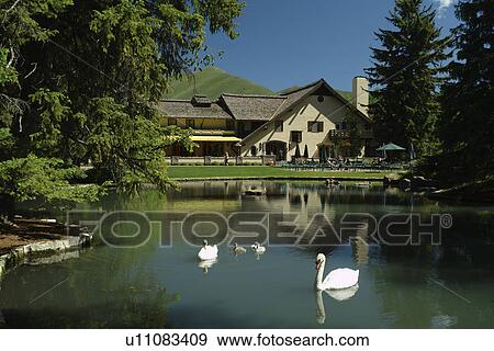 Sun Valley, ID, Idaho, Sun Valley Inn, pond at Lodge Inn, swans View Large Photo Image Stock Photo - Sun Valley, ID, Idaho, Sun Valley Inn, pond at Lodge Inn, swans. Fotosearch