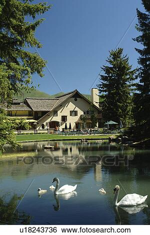 Sun Valley, ID, Idaho, Sun Valley Inn, pond at Lodge Inn, swans View Large Photo Image Stock Photograph - Sun Valley, ID, Idaho, Sun Valley Inn, pond at Lodge Inn, swans. Fotosearch