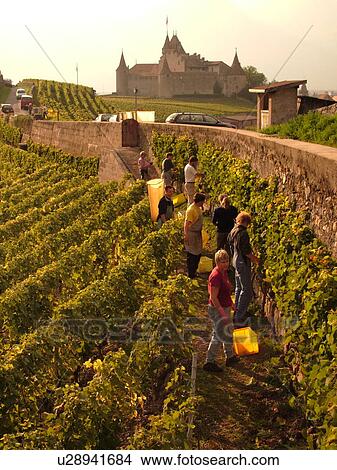 Svizzera, europa, vaud, aigle, castello, d'aigle, vino ...