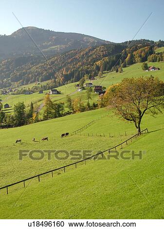 Switzerland, Europe, Appenzell, Urnasch, picturesque countryside View Large Photo Image Stock Image - Switzerland, Europe, Appenzell, Urnasch, picturesque countryside. Fotosearch