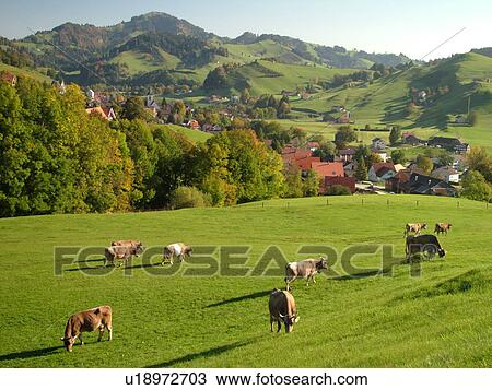Stock Image -  Switzerland, Europe, Appenzell, Urnasch, picturesque countryside, Brown Swiss Cows grazing in the field. Fotosearch