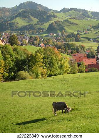 Stock Photo -  Switzerland, Europe, Appenzell, Urnasch, picturesque countryside, Brown Swiss Cow grazing in the field. Fotosearch