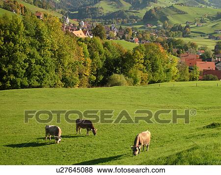 Switzerland, Europe, Appenzell, Urnasch, picturesque countryside, Brown Swiss Cows grazing in the field View Large Photo Image Stock Photo - Switzerland, Europe, Appenzell, Urnasch, picturesque countryside, Brown Swiss Cows grazing in the field. Fotosearch