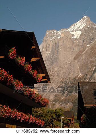Switzerland, Europe, Bern, Berne, Grindelwald, Bernese Alps, Berner Oberland, chalet, flowers View Large Photo Image Stock Image - Switzerland, Europe, Bern, Berne, Grindelwald, Bernese Alps, Berner Oberland, chalet, flowers. Fotosearch