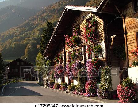 Switzerland, Europe, Bern, Berne, Brienz, Berner Oberland, village, flowers decorated the front of a chalet View Large Photo Image Stock Photo - Switzerland, Europe, Bern, Berne, Brienz, Berner Oberland, village, flowers decorated the front of a chalet. Fotosearch