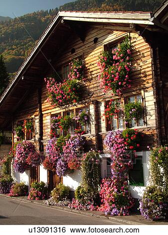 Switzerland, Europe, Bern, Berne, Brienz, Berner Oberland, village, flowers decorated the front of a chalet View Large Photo Image Stock Photograph - Switzerland, Europe, Bern, Berne, Brienz, Berner Oberland, village, flowers decorated the front of a chalet. Fotosearch