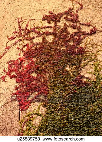 Switzerland, Europe, Fribourg, Estavayer le Lac, village, Chateau de Chenaux, ivy, wall View Large Photo Image Stock Photo - Switzerland, Europe, Fribourg, Estavayer le Lac, village, Chateau de Chenaux, ivy, wall. Fotosearch
