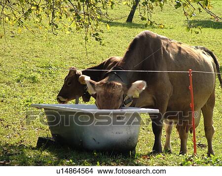 Switzerland, Europe, Maienfeld, Graubunden, Grisons, Brown Swiss Cows drinking from old bathtub View Large Photo Image Picture - Switzerland, Europe, Maienfeld, Graubunden, Grisons, Brown Swiss Cows drinking from old bathtub. Fotosearch