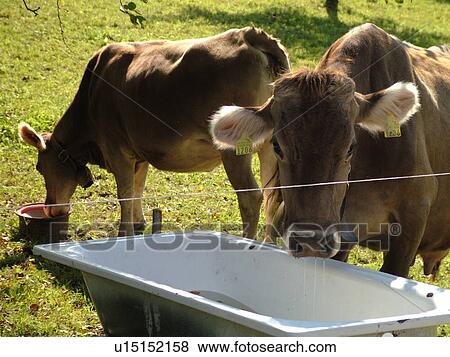 Switzerland, Europe, Maienfeld, Graubunden, Grisons, Brown Swiss Cows drinking from old bathtub View Large Photo Image Stock Photo - Switzerland, Europe, Maienfeld, Graubunden, Grisons, Brown Swiss Cows drinking from old bathtub. Fotosearch