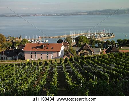 Picture -  Switzerland, Europe, Neuchatel, St Aubin, Lake Neuchatel, vineyards. Fotosearch