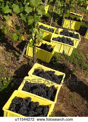 Switzerland, Europe, Neuchatel, Colombier, wine harvest, vineyards, bins filled with grapes View Large Photo Image Stock Image - Switzerland, Europe, Neuchatel, Colombier, wine harvest, vineyards, bins filled with grapes. Fotosearch