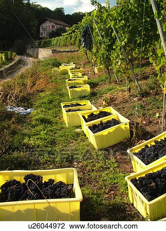 Switzerland, Europe, Neuchatel, Colombier, wine harvest, vineyards, bins filled with grapes View Large Photo Image Stock Image - Switzerland, Europe, Neuchatel, Colombier, wine harvest, vineyards, bins filled with grapes. Fotosearch