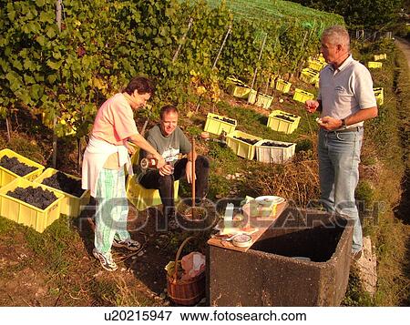 Stock Photo -  Switzerland, Europe, Neuchatel, Colombier, wine harvest, vineyards, workers taking a break. Fotosearch