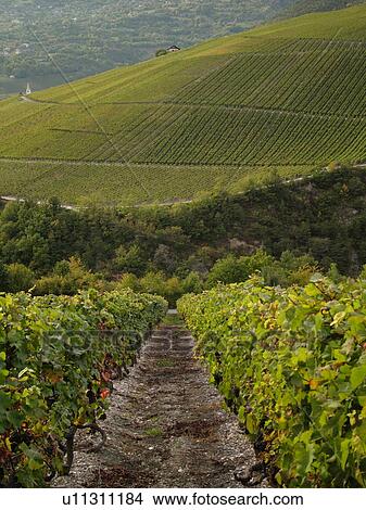 Switzerland, Europe, valais, wallis, Salgesh, Rhone Valley, Fendant Wine Region, vineyards, steep hillsides View Large Photo Image Picture - Switzerland, Europe, valais, wallis, Salgesh, Rhone Valley, Fendant Wine Region, vineyards, steep hillsides. Fotosearch