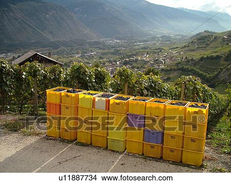 Picture -  Switzerland, Europe, valais, wallis, Salgesh, Rhone Valley, Fendant Wine Region, wine harvest, vineyards, red grapes. Fotosearch