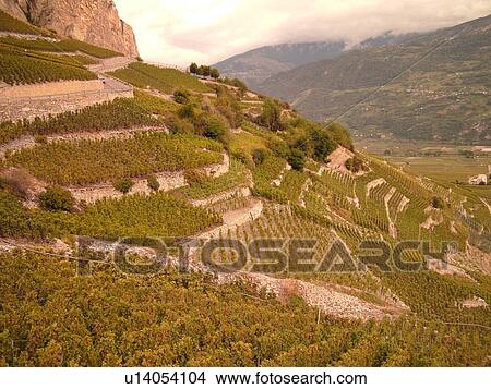 Picture -  Switzerland, Europe, valais, wallis, Leytron, Rhone Valley, Fendant Wine Region, vineyards, steep hillsides. Fotosearch