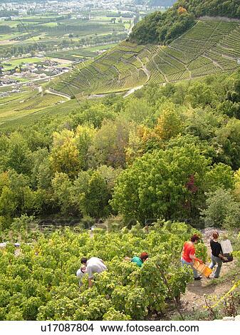 Switzerland, Europe, valais, wallis, Saxon, Rhone Valley, Fendant Wine Region, wine harvest, vineyards, steep hillside View Large Photo Image Picture - Switzerland, Europe, valais, wallis, Saxon, Rhone Valley, Fendant Wine Region, wine harvest, vineyards, steep hillside. Fotosearch
