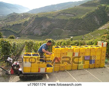 Picture -  Switzerland, Europe, valais, wallis, Salgesh, Rhone Valley, Fendant Wine Region, wine harvest, vineyards, red grapes, man loading containers onto machine. Fotosearch
