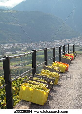Picture -  Switzerland, Europe, valais, wallis, Saxon, Rhone Valley, Fendant Wine Region, wine harvest, vineyards, green grapes. Fotosearch