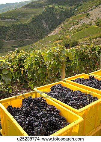 Picture -  Switzerland, Europe, valais, wallis, Salgesh, Rhone Valley, Fendant Wine Region, wine harvest, vineyards, red grapes. Fotosearch