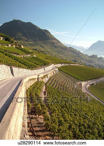 Picture -  Switzerland, Europe, valais, wallis, Sion, Rhone Valley, Fendant Wine Region, wine harvest, vineyards, steep hillsides. Fotosearch