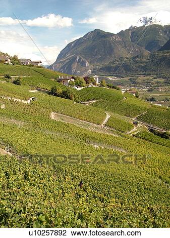 Switzerland, Europe, valais, wallis, Chermignon, Rhone Valley, Fendant Wine Region, vineyards, river valley, mountains View Large Photo Image Stock Image - Switzerland, Europe, valais, wallis, Chermignon, Rhone Valley, Fendant Wine Region, vineyards, river valley, mountains. Fotosearch