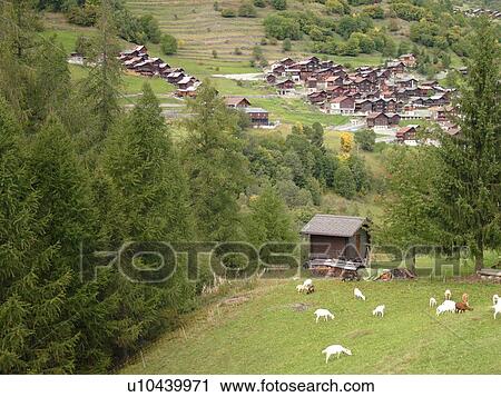 Stock Image -  Switzerland, Europe, valais, wallis, Val D'Heremence, Mache, alpine village, goats grazing on the hillside. Fotosearch
