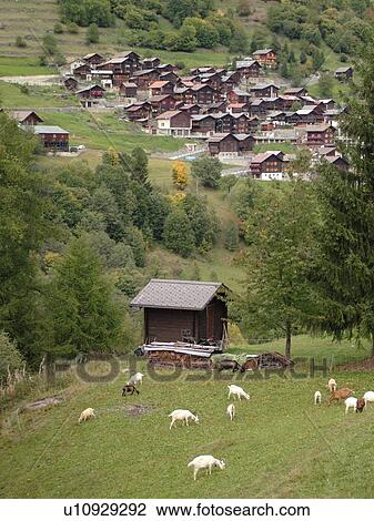 Switzerland, Europe, valais, wallis, Val D'Heremence, Mache, alpine village, goats grazing on the hillside View Large Photo Image Stock Image - Switzerland, Europe, valais, wallis, Val D'Heremence, Mache, alpine village, goats grazing on the hillside. Fotosearch