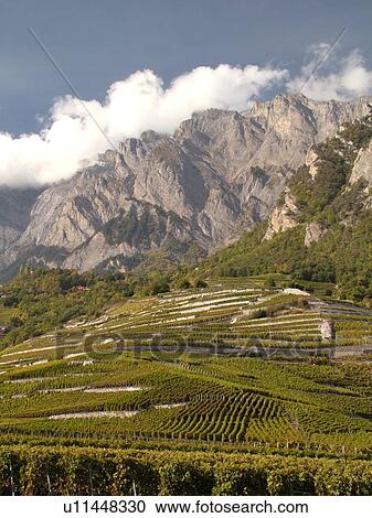 Stock Image -  Switzerland, Europe, valais, wallis, Leytron, Rhone Valley, Fendant Wine Region, vineyards, mountains. Fotosearch