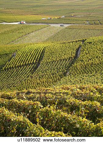 Switzerland, Europe, valais, wallis, Leytron, Rhone Valley, Fendant Wine Region, vineyards View Large Photo Image Stock Image - Switzerland, Europe, valais, wallis, Leytron, Rhone Valley, Fendant Wine Region, vineyards. Fotosearch