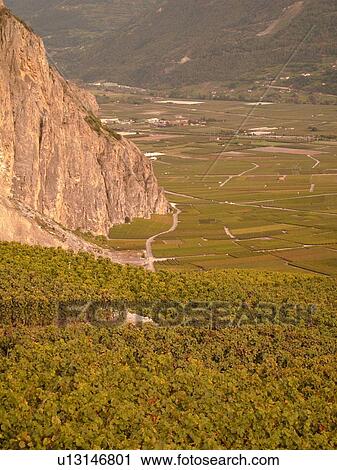 Stock Image -  Switzerland, Europe, valais, wallis, Leytron, Rhone Valley, Fendant Wine Region. Fotosearch