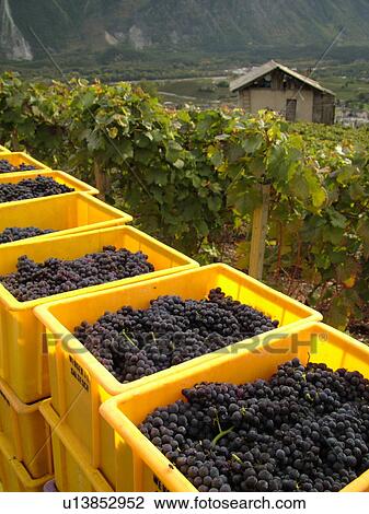 Switzerland, Europe, valais, wallis, Salgesh, Rhone Valley, Fendant Wine Region, wine harvest, vineyards, red grapes View Large Photo Image Stock Image - Switzerland, Europe, valais, wallis, Salgesh, Rhone Valley, Fendant Wine Region, wine harvest, vineyards, red grapes. Fotosearch