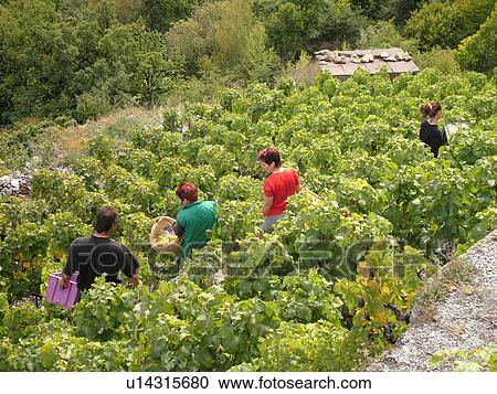 Stock Image -  Switzerland, Europe, valais, wallis, Saxon, Rhone Valley, Fendant Wine Region, wine harvest, vineyards. Fotosearch