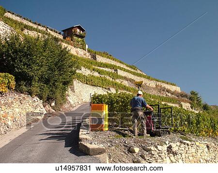 Stock Image -  Switzerland, Europe, valais, wallis, Sion, Rhone Valley, Fendant Wine Region, wine harvest, vineyards. Fotosearch