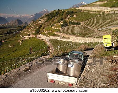 Stock Image -  Switzerland, Europe, valais, wallis, Sion, Rhone Valley, Fendant Wine Region, wine harvest, vineyards, steep hillsides. Fotosearch