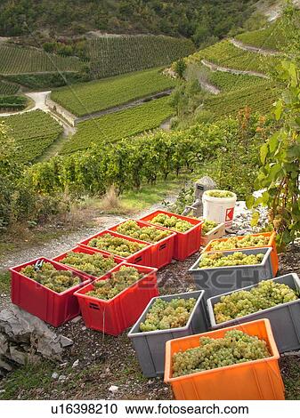 Switzerland, Europe, valais, wallis, Salgesh, Rhone Valley, Fendant Wine Region, wine harvest, vineyards, green grapes View Large Photo Image Stock Image - Switzerland, Europe, valais, wallis, Salgesh, Rhone Valley, Fendant Wine Region, wine harvest, vineyards, green grapes. Fotosearch