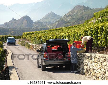 Stock Image -  Switzerland, Europe, valais, wallis, Sion, Rhone Valley, Fendant Wine Region, wine harvest. Fotosearch