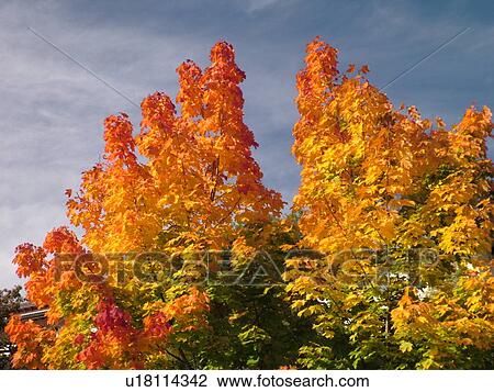 Stock Image -  Switzerland, Europe, valais, wallis, Vex, Val D'Herens, tree, fall foliage. Fotosearch