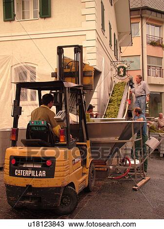 Stock Image -  Switzerland, Europe, valais, wallis, Salgesh, Rhone Valley, Fendant Wine Region, wine harvest, wineries, dumping grapes using a conveyer belt. Fotosearch