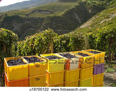 Stock Image -  Switzerland, Europe, valais, wallis, Salgesh, Rhone Valley, Fendant Wine Region, wine harvest, vineyards, containers stacked with red grapes. Fotosearch