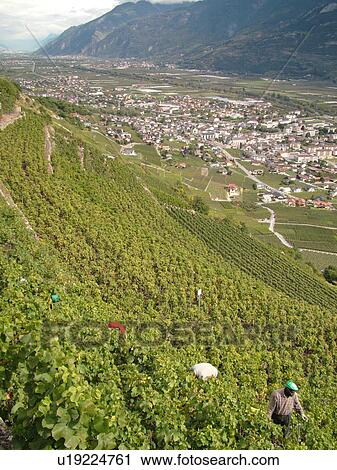 Switzerland, Europe, valais, wallis, Saxon, Rhone Valley, Fendant Wine Region, wine harvest, vineyards, steep hillside View Large Photo Image Stock Image - Switzerland, Europe, valais, wallis, Saxon, Rhone Valley, Fendant Wine Region, wine harvest, vineyards, steep hillside. Fotosearch
