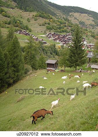 Switzerland, Europe, valais, wallis, Val D'Heremence, Mache, alpine village, goats grazing on the hillside View Large Photo Image Stock Image - Switzerland, Europe, valais, wallis, Val D'Heremence, Mache, alpine village, goats grazing on the hillside. Fotosearch