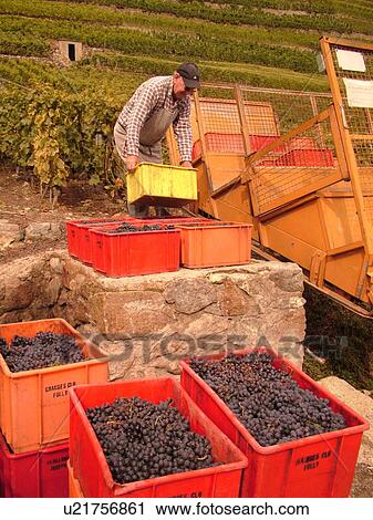 Switzerland, Europe, valais, wallis, Fully, Rhone Valley, Fendant Wine Region, wine harvest, vineyards, funicular View Large Photo Image Stock Image - Switzerland, Europe, valais, wallis, Fully, Rhone Valley, Fendant Wine Region, wine harvest, vineyards, funicular. Fotosearch