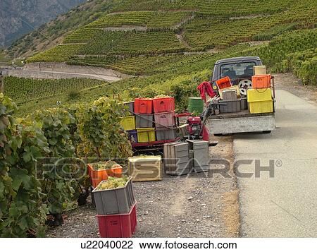 Switzerland, Europe, valais, wallis, Fully, Rhone Valley, Fendant Wine Region, wine harvest, vineyards, green grapes View Large Photo Image Stock Image - Switzerland, Europe, valais, wallis, Fully, Rhone Valley, Fendant Wine Region, wine harvest, vineyards, green grapes. Fotosearch
