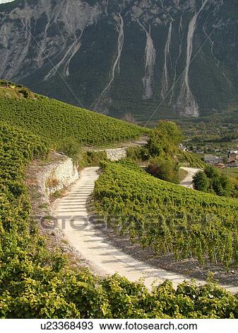 Stock Image -  Switzerland, Europe, valais, wallis, Salgesh, Rhone Valley, Fendant Wine Region, vineyards. Fotosearch