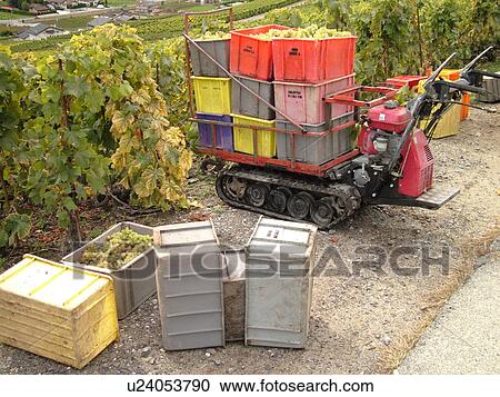 Stock Image -  Switzerland, Europe, valais, wallis, Fully, Rhone Valley, Fendant Wine Region, wine harvest, vineyards. Fotosearch
