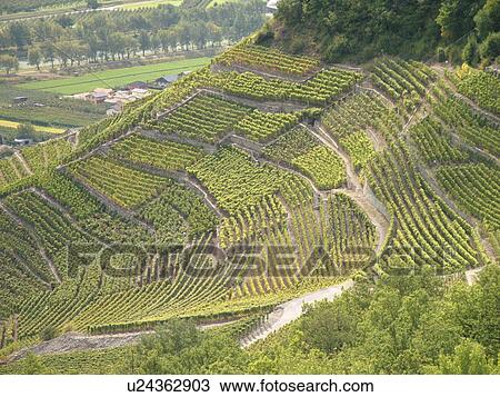 Stock Image -  Switzerland, Europe, valais, wallis, Fully, Rhone Valley, Fendant Wine Region, vineyards, steep hillsides, terraces. Fotosearch