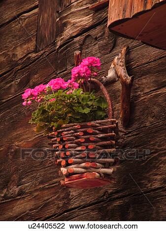 Switzerland, Europe, valais, wallis, Val d'Anniviers, Grimentz, pink geraniums in a wooden planter, old wooden chalet View Large Photo Image Stock Image - Switzerland, Europe, valais, wallis, Val d'Anniviers, Grimentz, pink geraniums in a wooden planter, old wooden chalet. Fotosearch